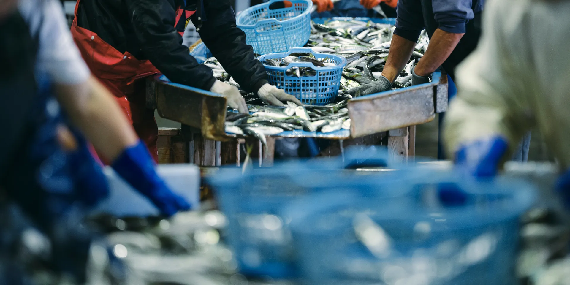 画像：魚市場